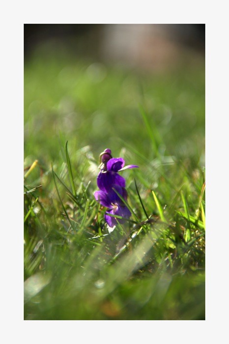 Violet