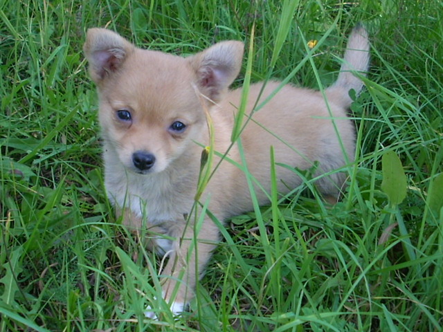 my dog