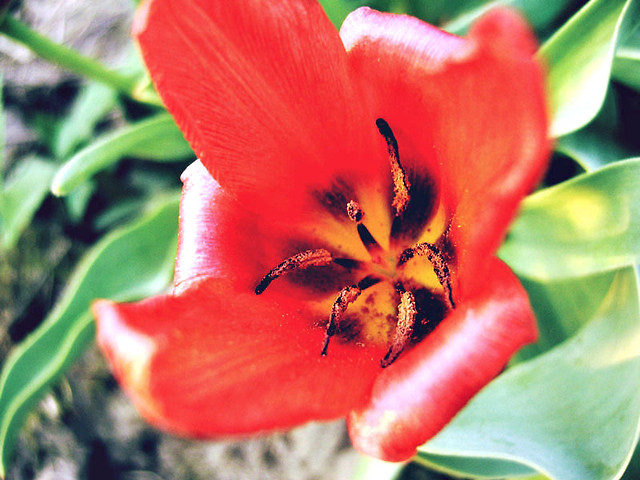 flower. 