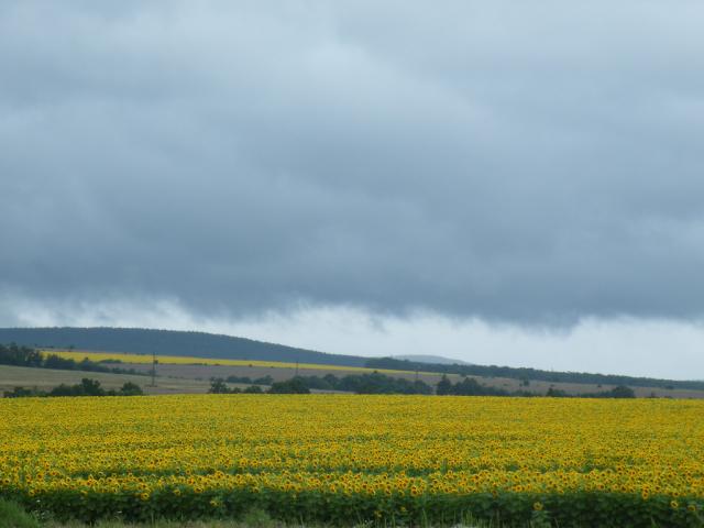 van gogh' i bulgarskie