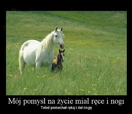 Wpis klaudiia10