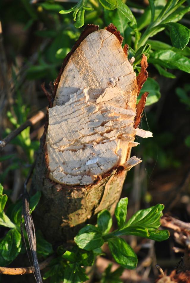 przyroda