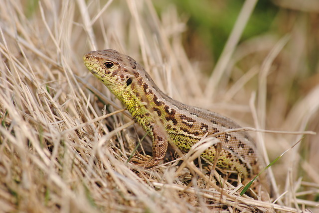 Lizard..