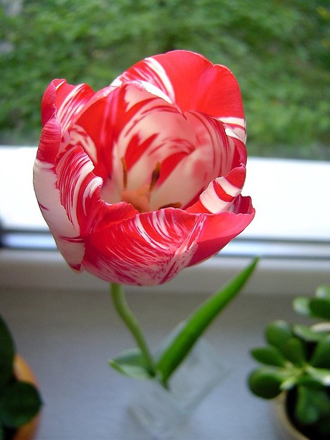 tulip.