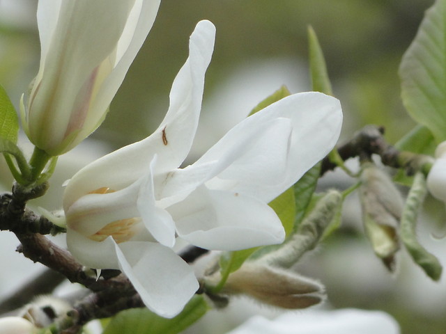 Pikne magnolie w Parku Oliwskim