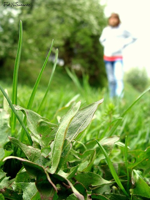 Wpis photojaa