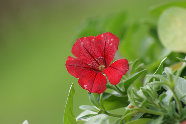 Pelargoniaa ! . ;* . 