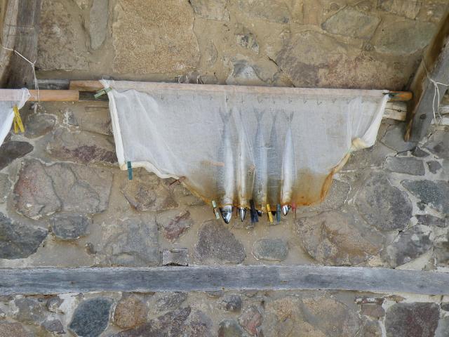 NMP