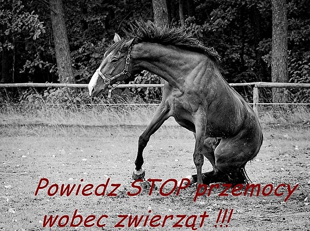 Wpis lubiszpatrzecjakcierpia