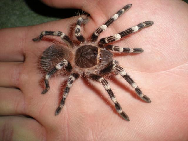 Genicularia L9