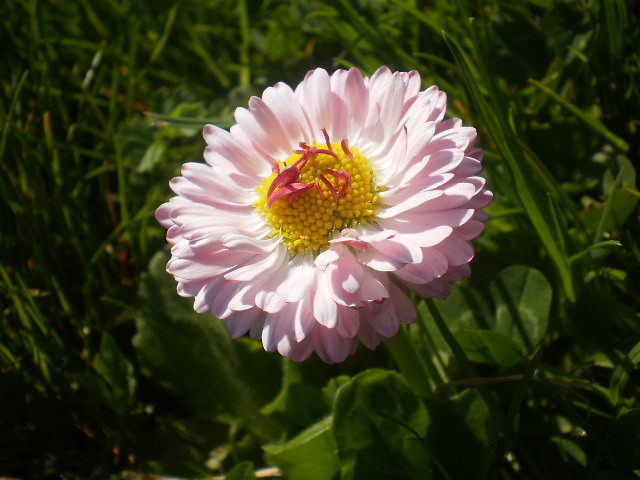 Wpis beautiful01