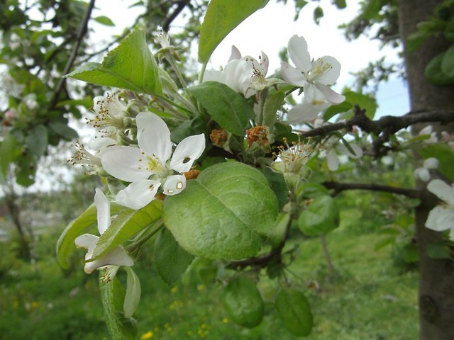 [12] Spring
