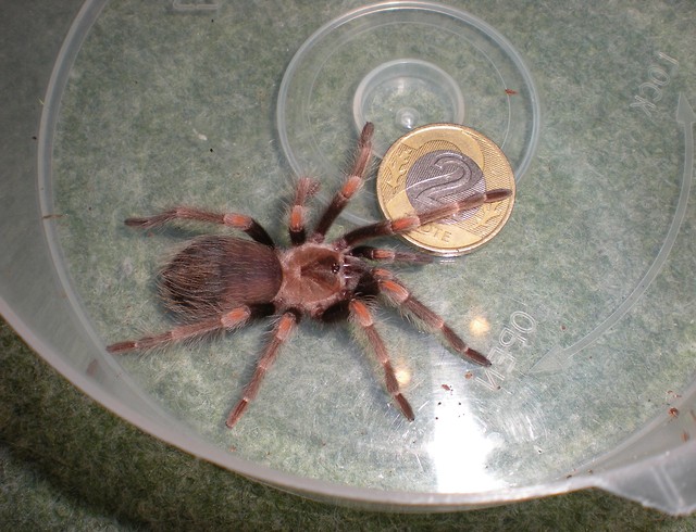 Brachypelma auratum L7