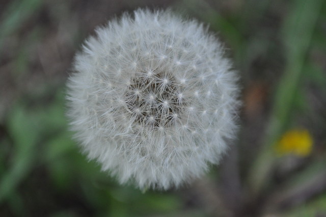 Wpis flyleafxd