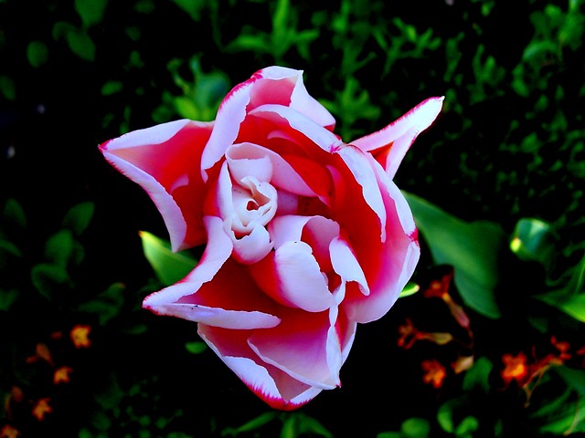 Tulipan w pmroku ;D