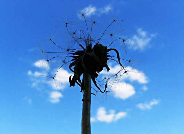 Wpis hyssteria