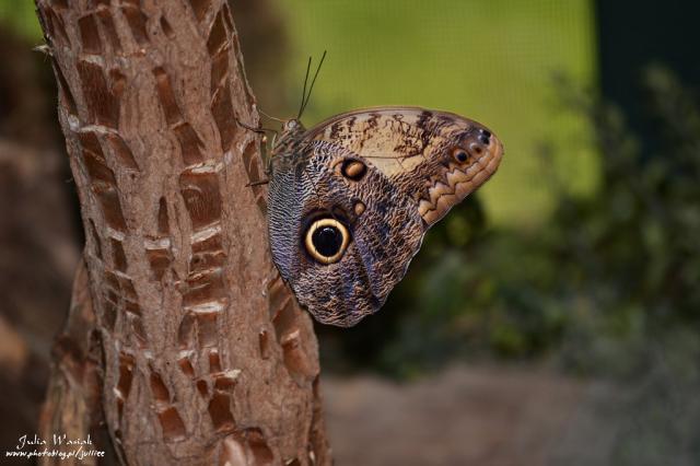 Butterfly. II