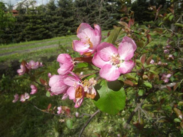[14] Apple
