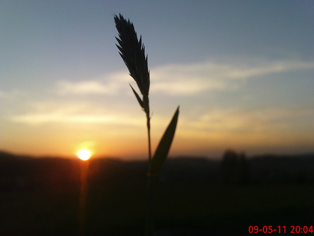 wr.  gr. ahrr.