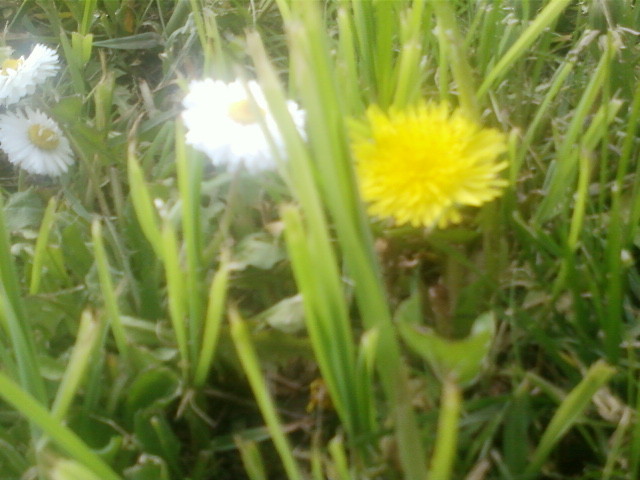 kwiatkii ;d.