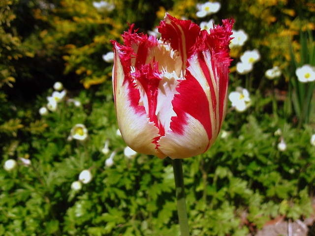 Wpis veronixes