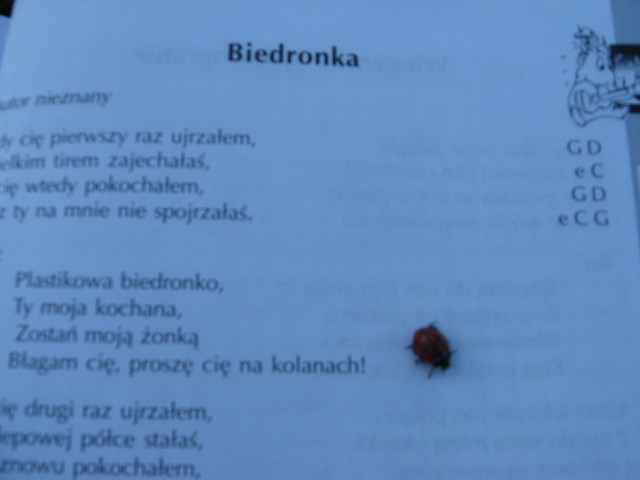 Przyja biedronek