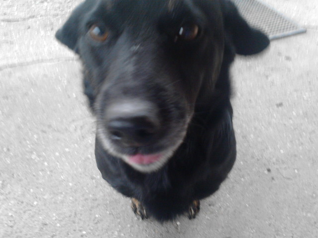 pipok