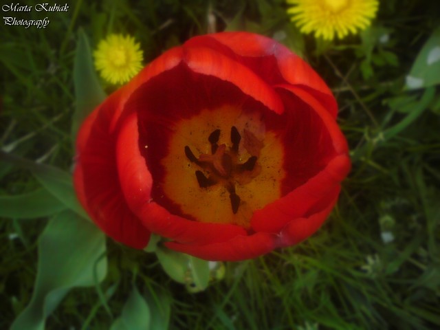 Tulip 
