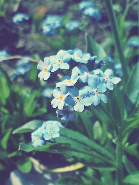 Wpis morphinephoto
