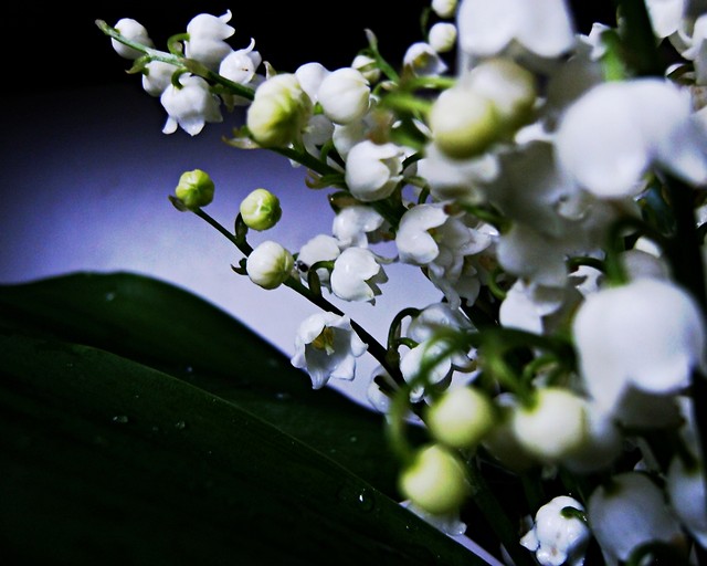 Wpis hyssteria
