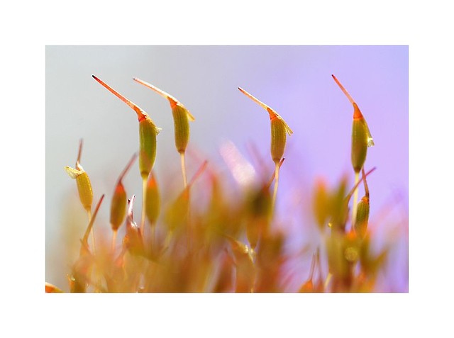 Wpis amateurphotographymj