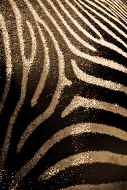Zoo