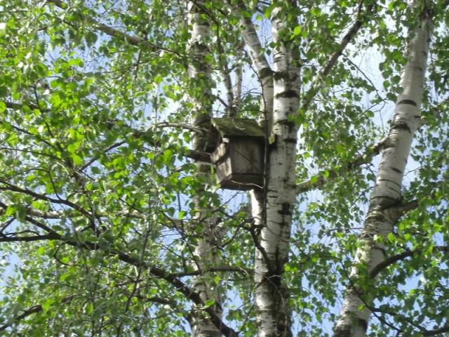 [18] Bird's house