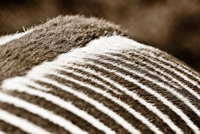 Zebra