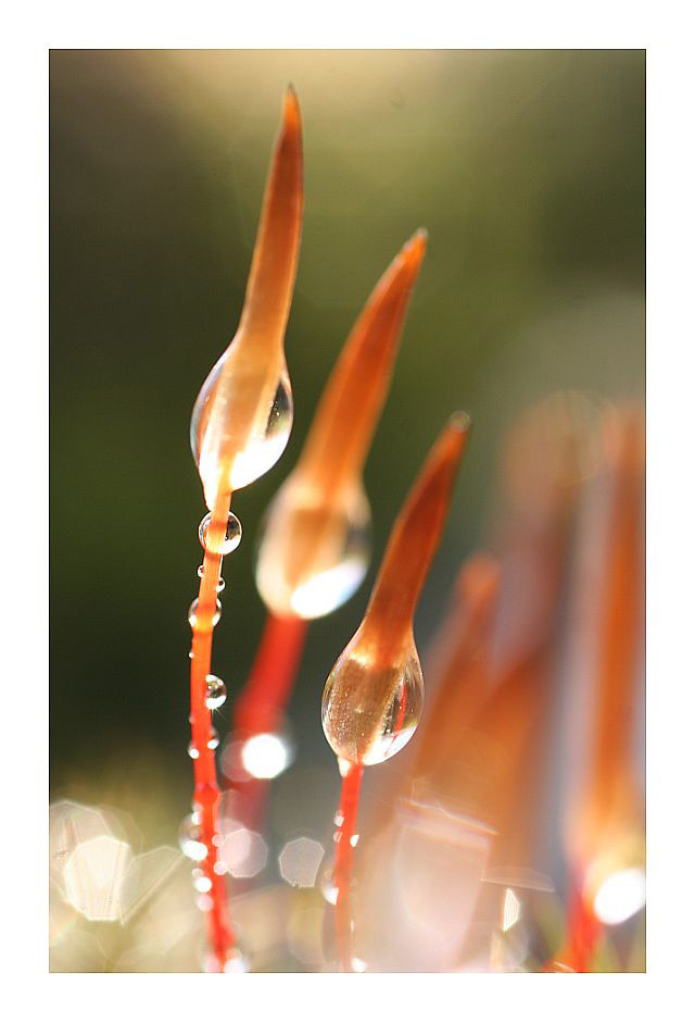 Wpis amateurphotographymj