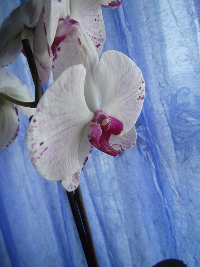 [19] Orchid