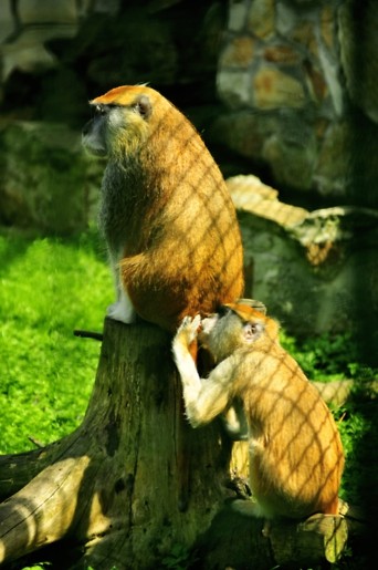 Zoo 2011