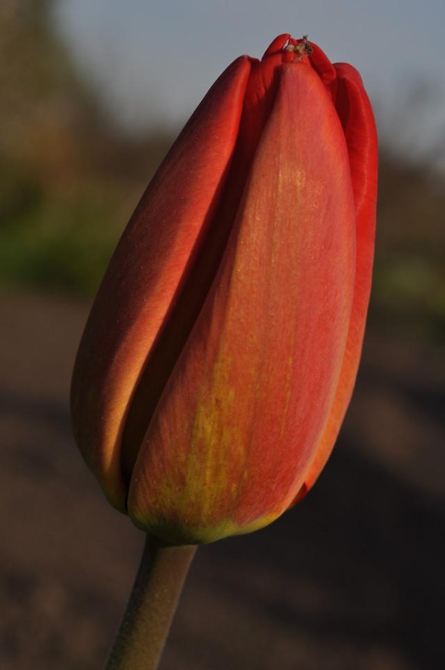 KONKURSOMANIA.