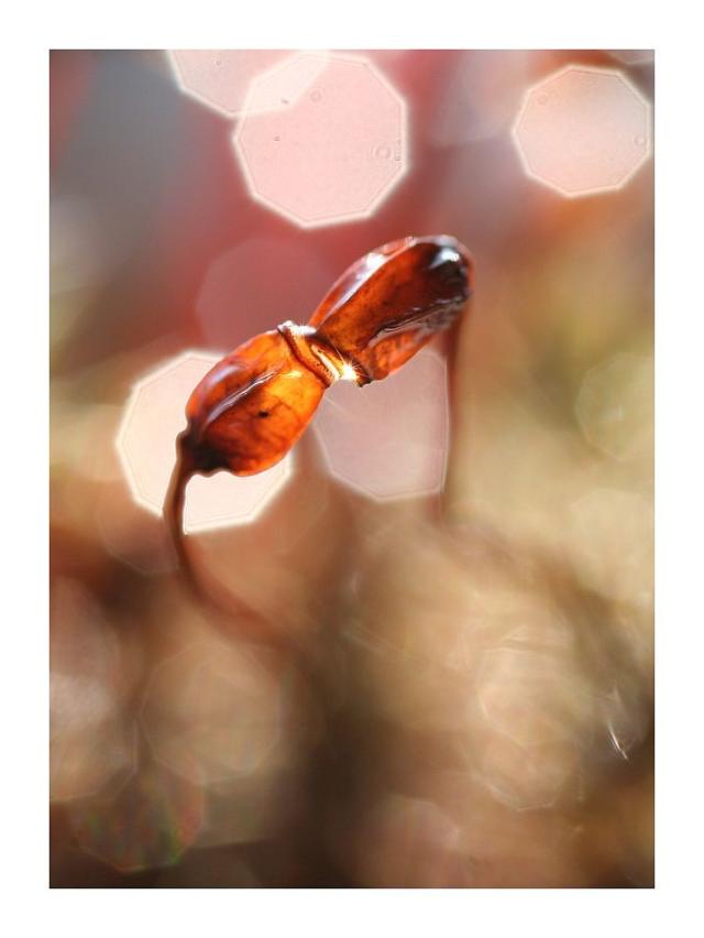 Wpis amateurphotographymj