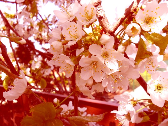 Wpis colorfulbutton
