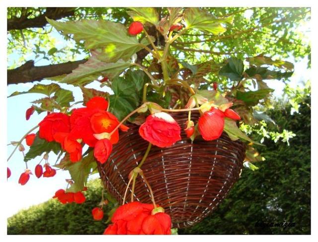 Begonia