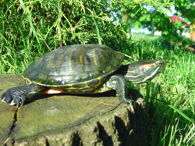 a oto EDEK ;D 