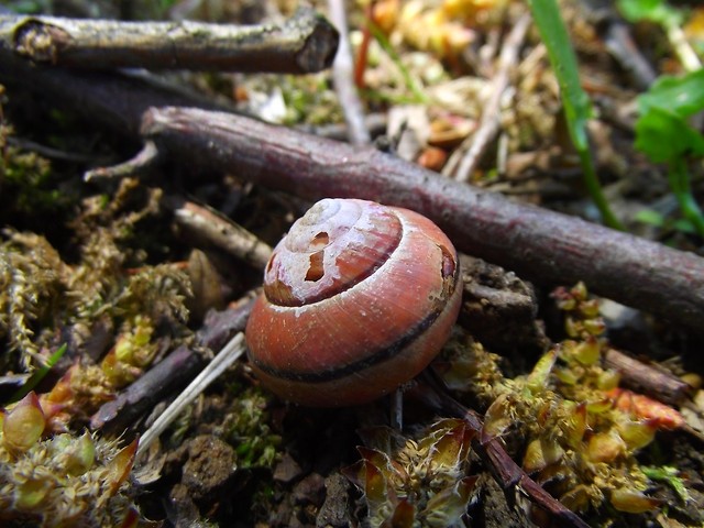 Skorupka :]