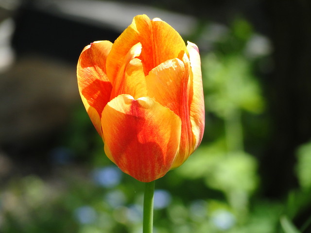 tulipan.