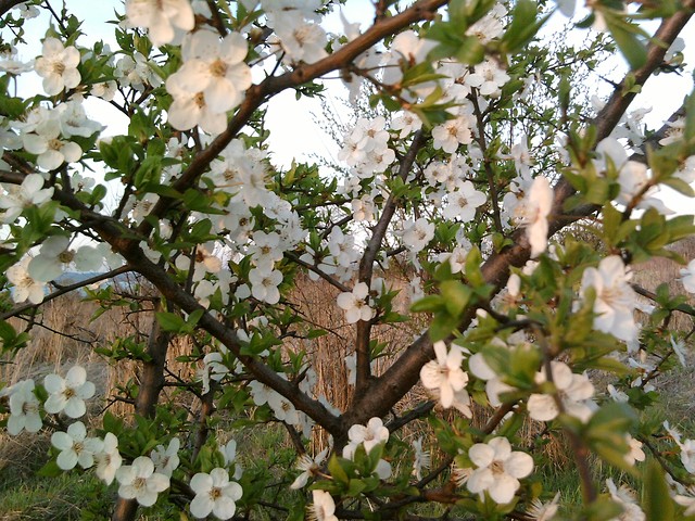Wiosna!