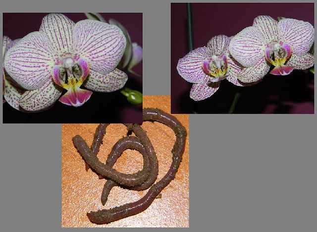 Wpis phototechnique4