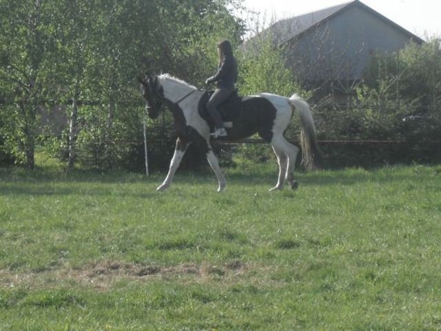 Wpis blackhorse93