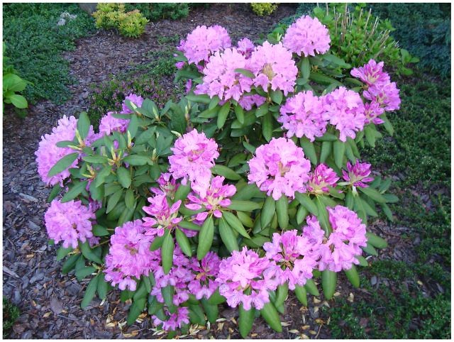 Rododendron