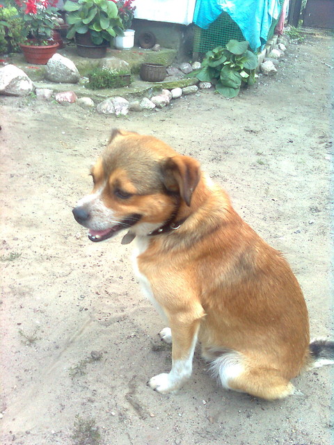 Sojer zUo wcielone xd