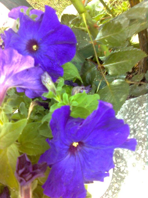 Pppetunia :D               